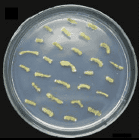 GV2260 Agrobacterium Strain - Click Image to Close